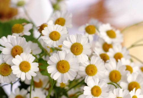 National Daisy Day - January 28, 2024